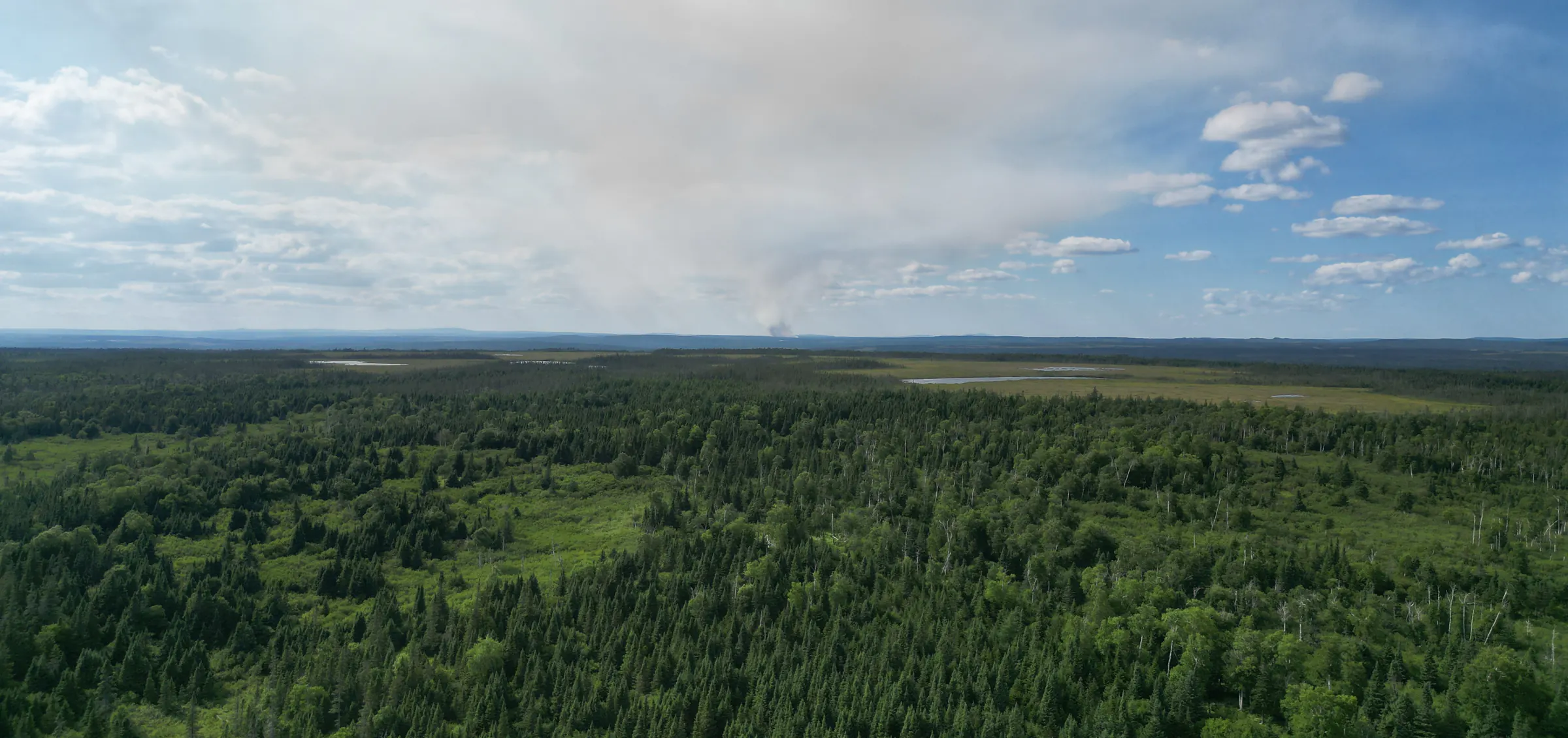 Boreal forest and muskeg to the horizon, seen from the air over a survey area